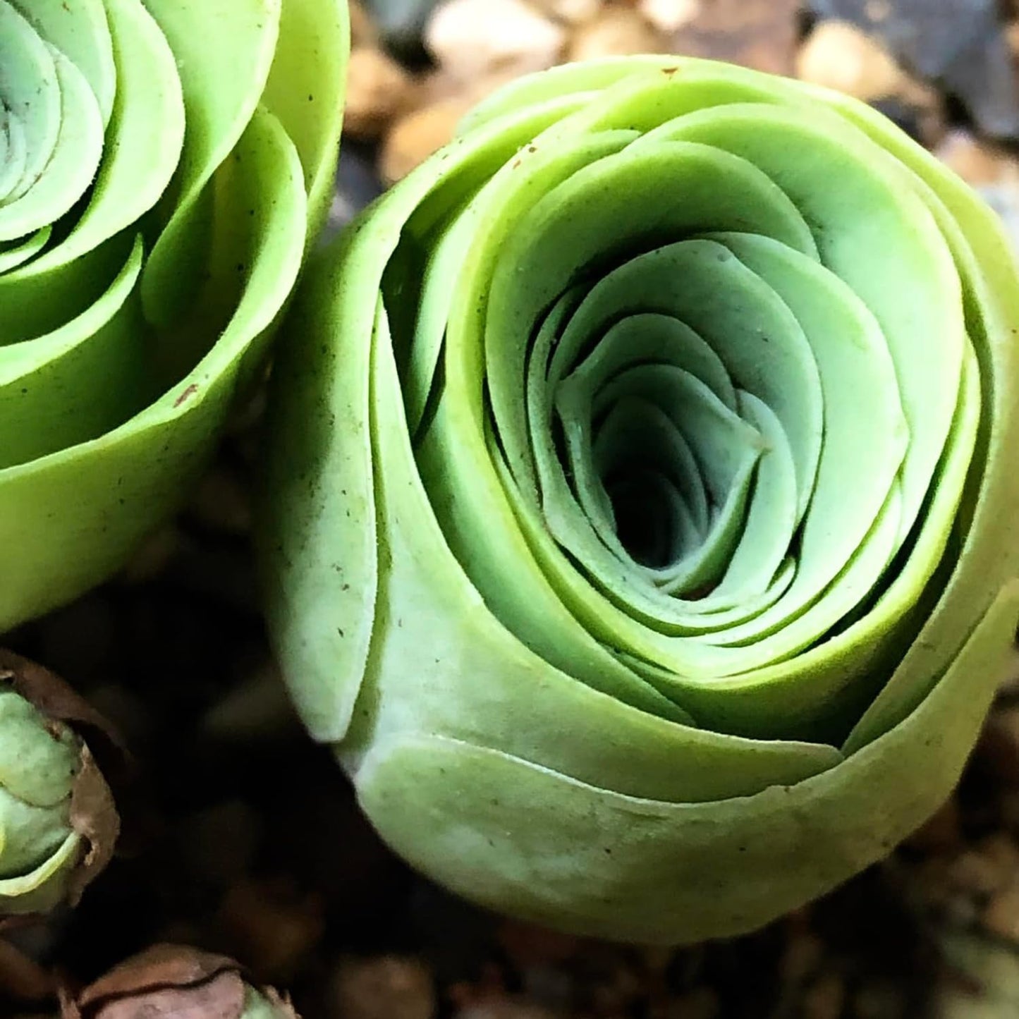 Mountain Rose Cactus Live Plant, Very Rare Succulent Live Plant in 2" Pot, Stater Plant