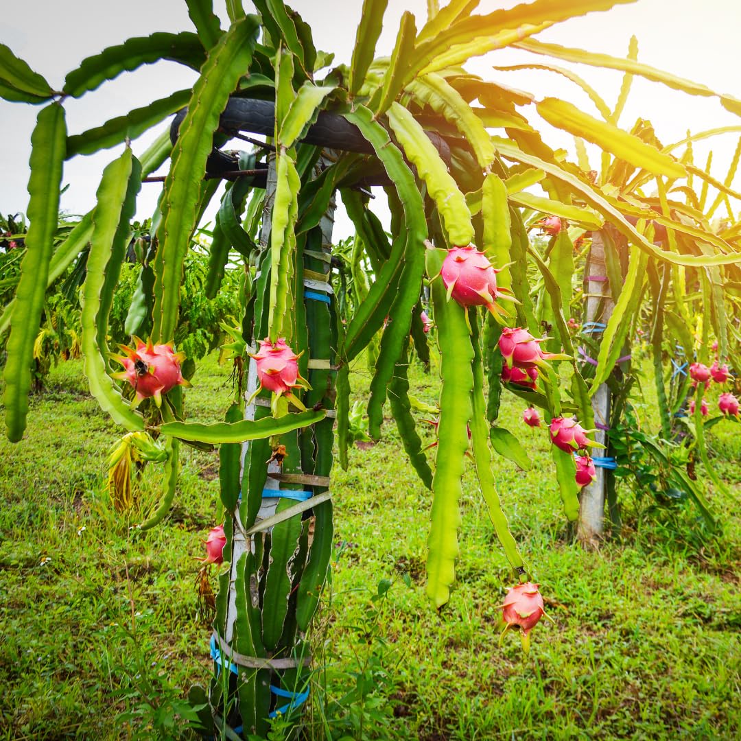 Live Red Dragon Fruit Plant, Tropical Dragon Fruit Vine Plant, 10-12 Inch Tall for Outdoor Planting