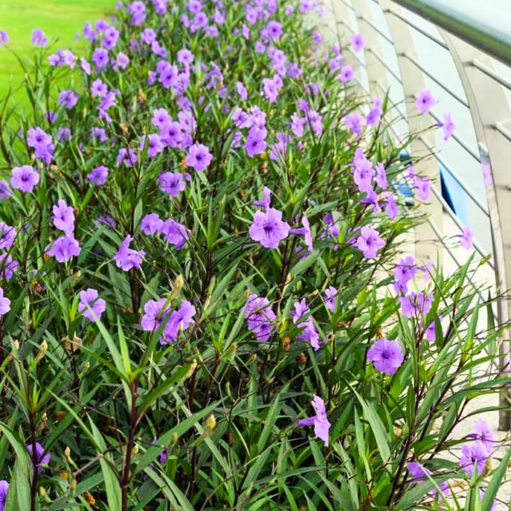 3 Mix Mexican Petunia Live Plants, Pink Petunia Flowers Seedlings, Petunias Live Plants, 4-8" Tall