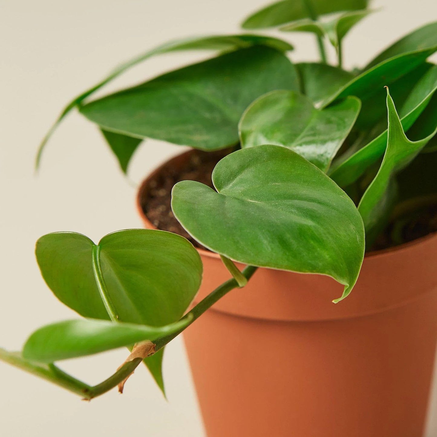 Philodendron Cordatum Heartleaf in 4in Pot - Live Plants Tropical Houseplants | Variegated | USA Growers | The Snobby Leaf
