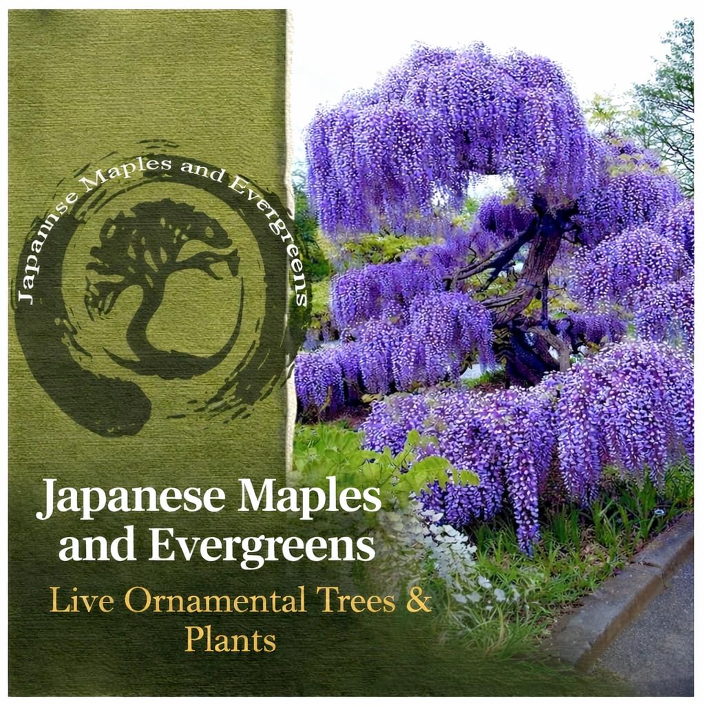 Blue Moon Wisteria Vine - Massive Foot Long Fragrant Flowers - Attract Hummingbirds - 2 - Year Plant by - Japanese Maples and Evergreens