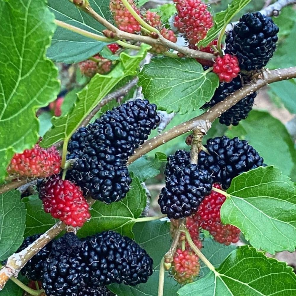 Dwarf Everbearing Mulberry Fruit Plant Live 6-8 Inches Tall, Sweet Mulberry Live Plant for Planting Outdoor Garden
