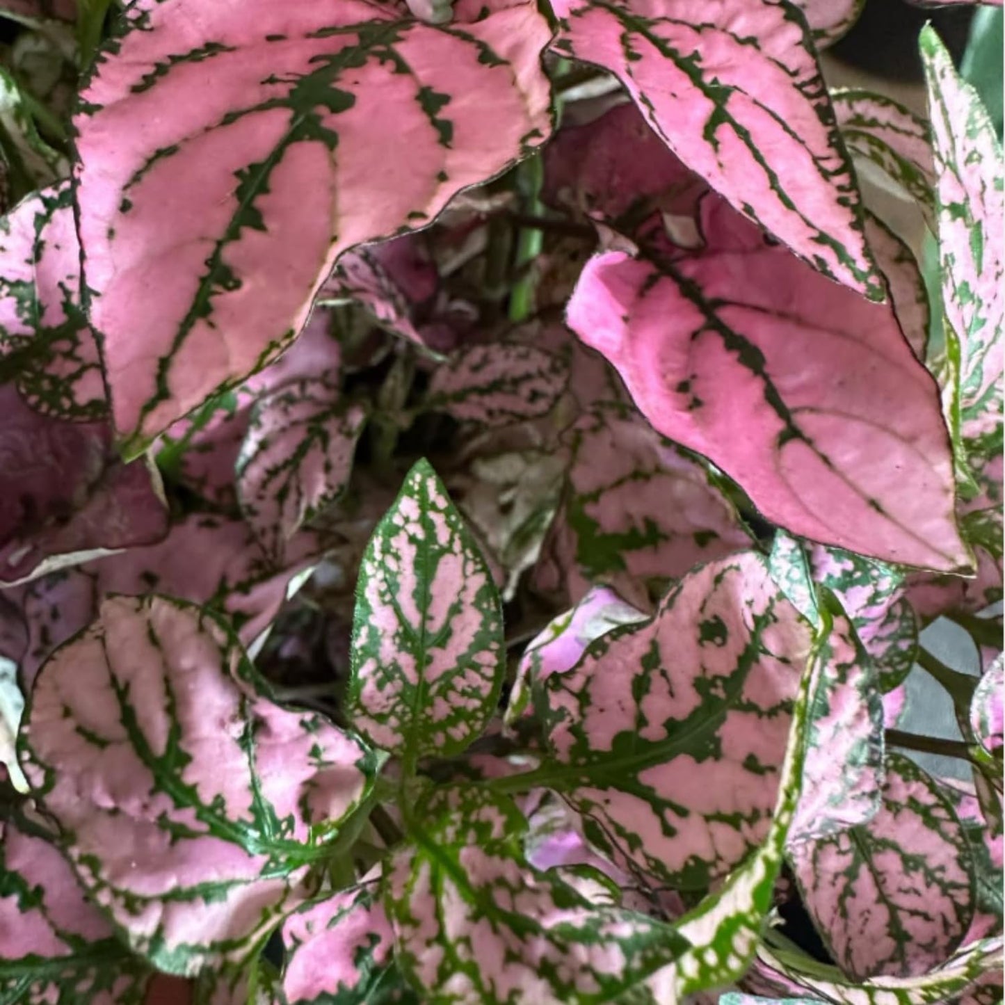 Rose Polka Dot Plant Live, Variegated Hypoestes Rare Indoor Houseplant, 2.5'' Pot