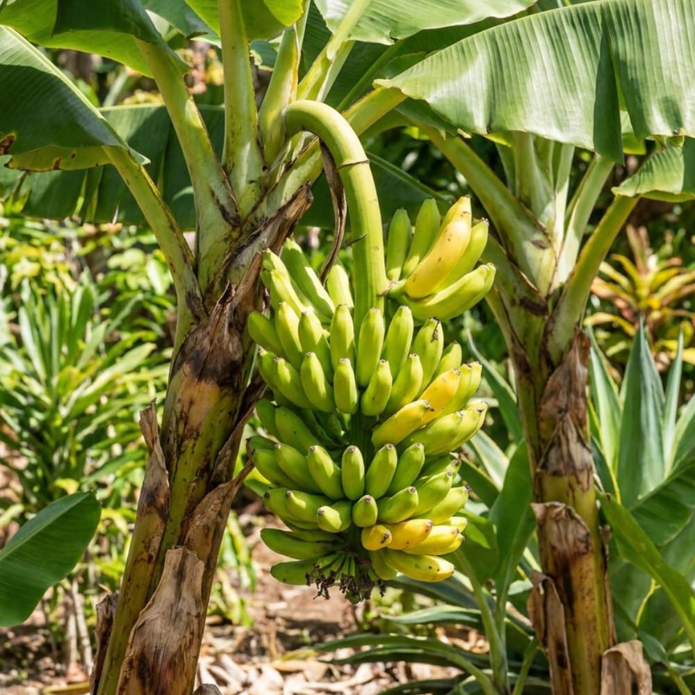 Banana Plant Live, Cold Hardy Tropical Banana, 4-6'' Tall, Starter Plant for Indoor and Outdoor (Dwarf Cavendish Banana)