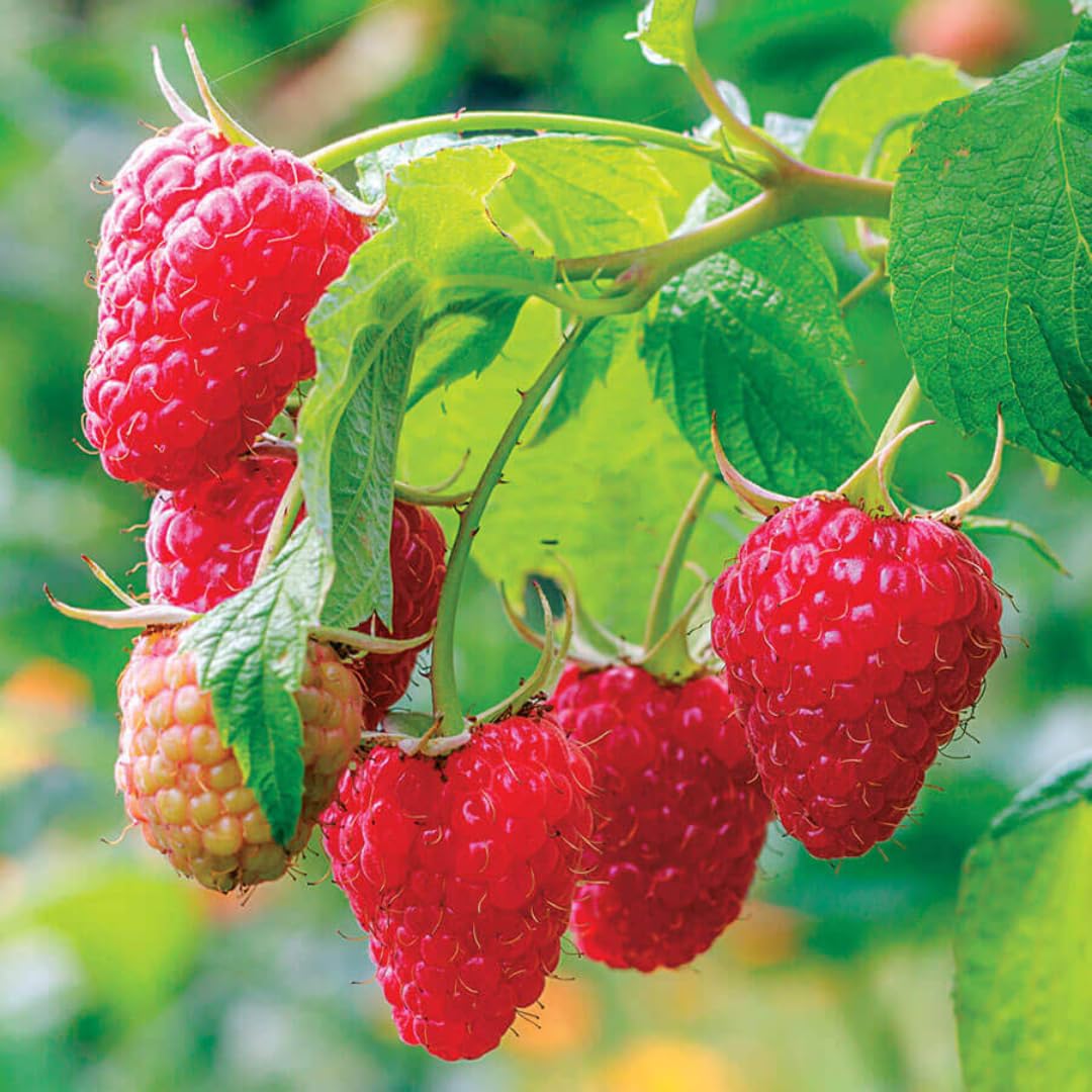 Pack 4 Raspberry Bushes Live Plants, No Pot, Everbearing Red Raspberry Plants Live for Planting, 5-9 Inc in Tall, Zones 4-8 Cold Hardy (Sweet Red Caroline)