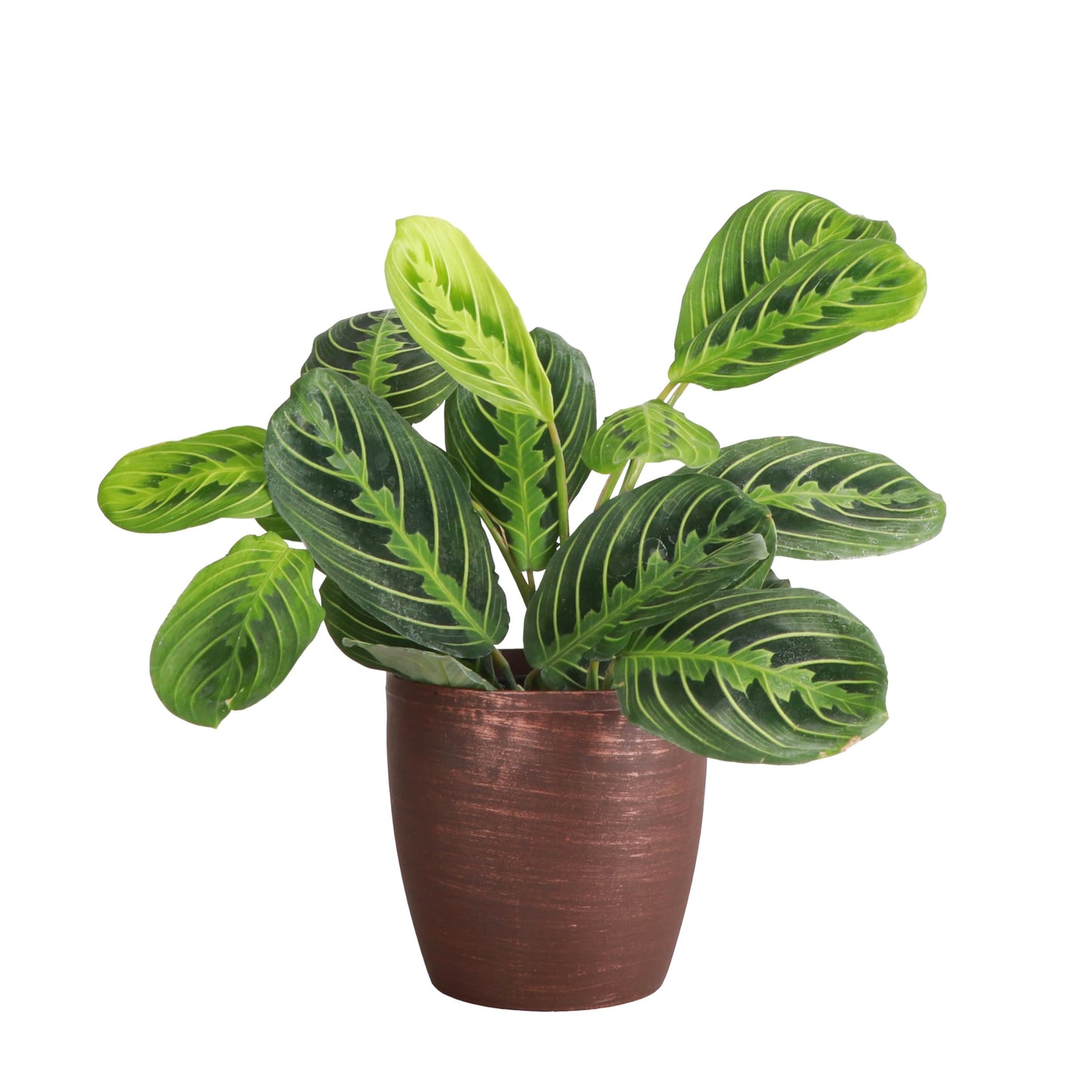 Thorsen's Greenhouse Lemon Lime Prayer Plant, Live Indoor Plant, Pet Friendly, Attractive Houseplant, Lemon Maranta, Natural Air Purifier, Easy to Grow, 4" Diameter Pot (Copper)