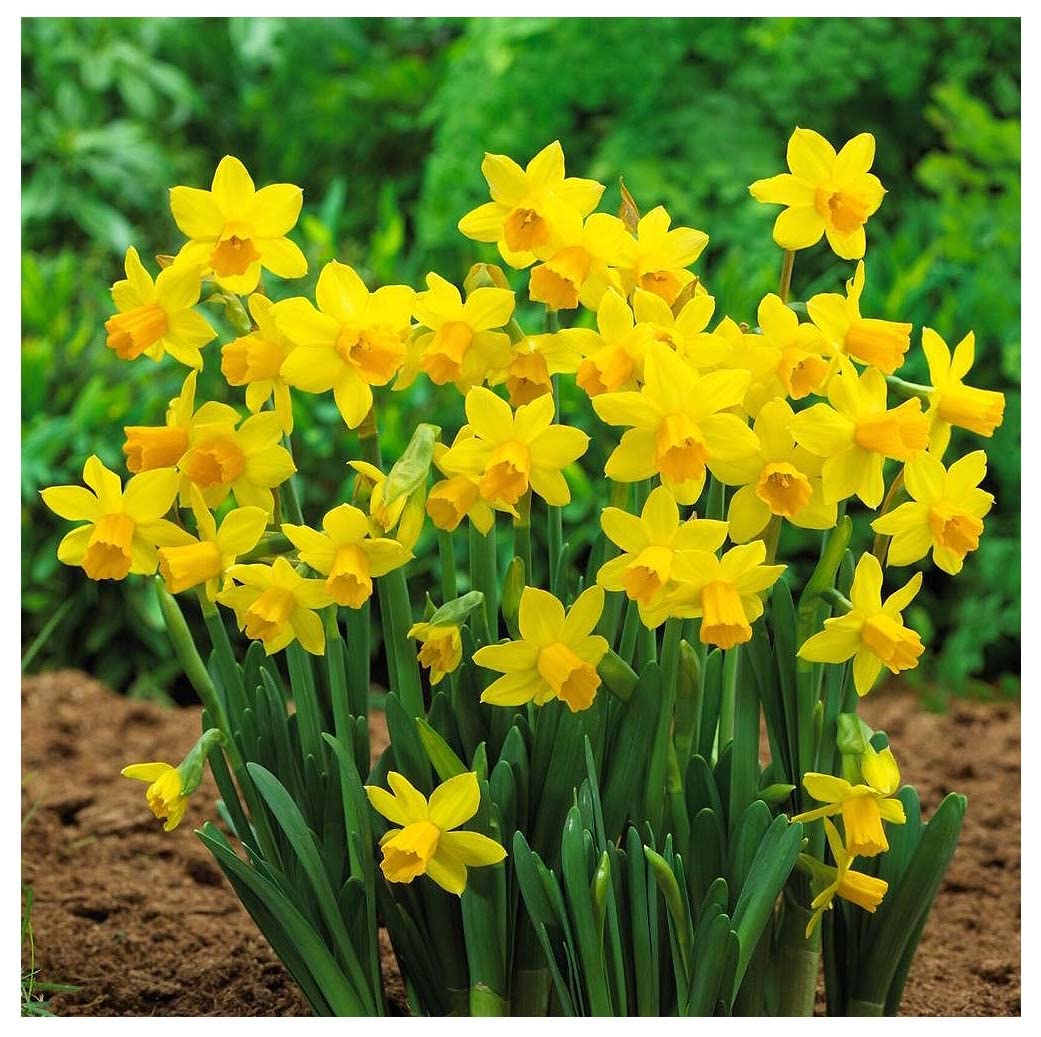 10 Tete a Tete Narcissus Bulbs - Top Size Daffodil Bulbs