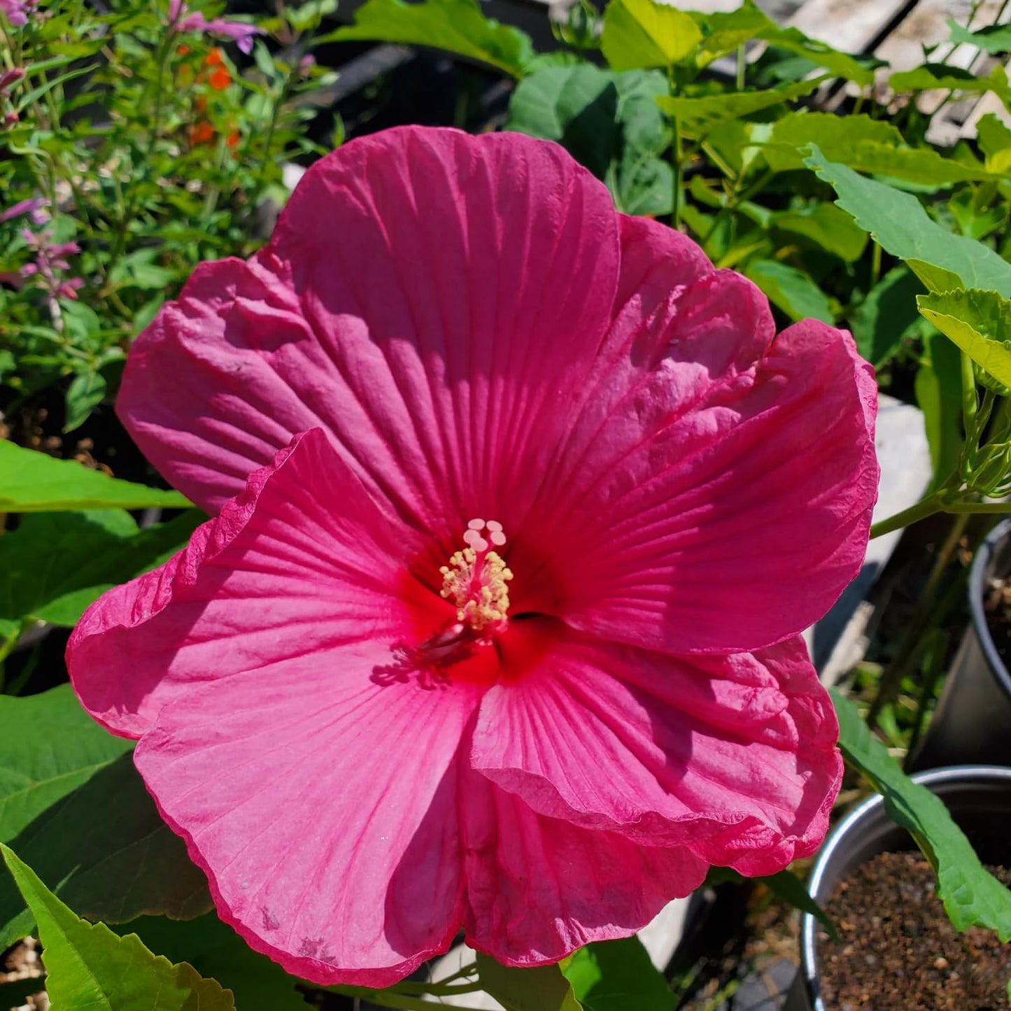 Set 2 Hibiscus Plants Live, 5-9" Tall, Hardy Hibiscus Tree Live Plant, Hibiscus Flowers Plant to Grow (Rose Hibiscus)