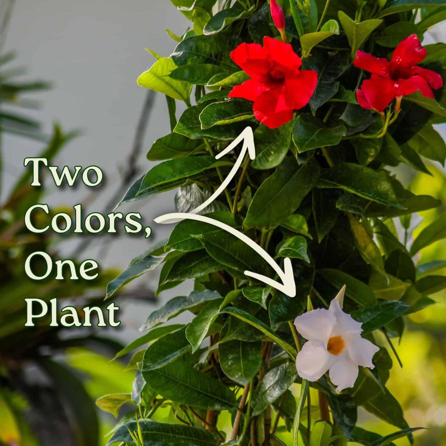Live Mandevilla Flowering Plant - Trellis - Mixed Red Giant and White Giant - Tropical Plants of Florida - Overall Height 36" (Plant + Fertilizer)
