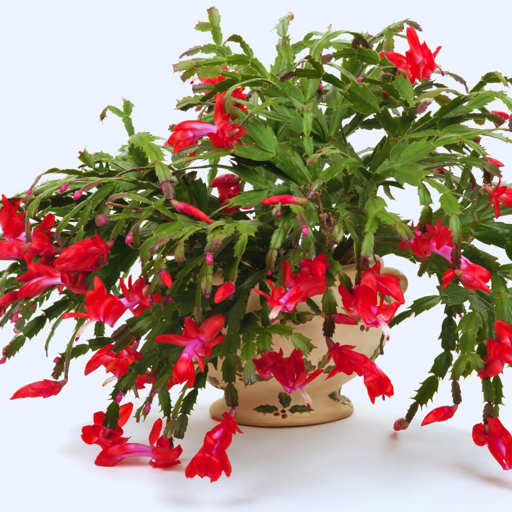 Christmas Cactus Plant Live, Red Christmas Cactus Plant, Holiday Cactus Plants for Gardening, 4 Inc Potted