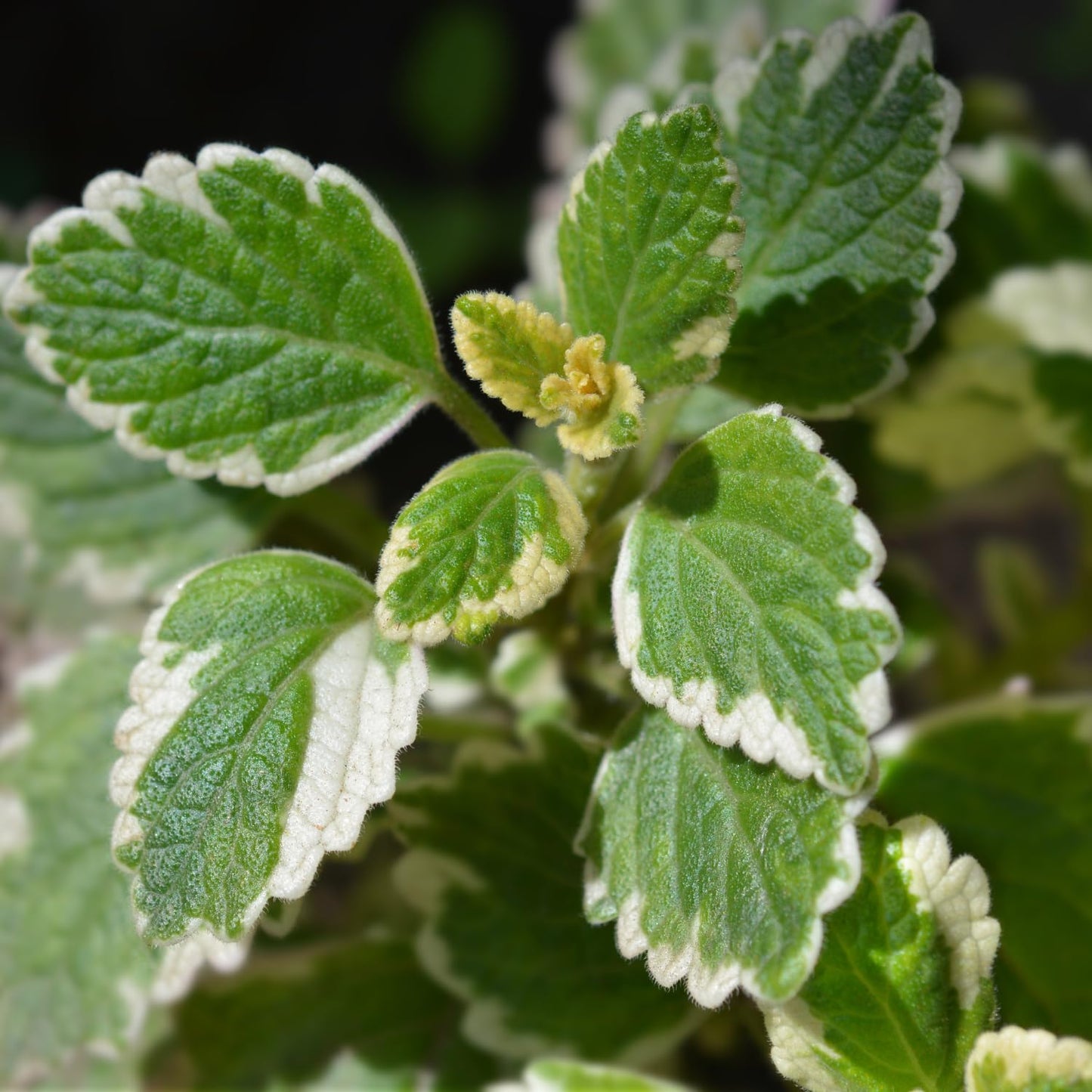 1 Variegated Swedish Ivy Plant Live for Planting - Swedish Ivy Mint Seedlings 4-9 Inch Height, in 3" Pot