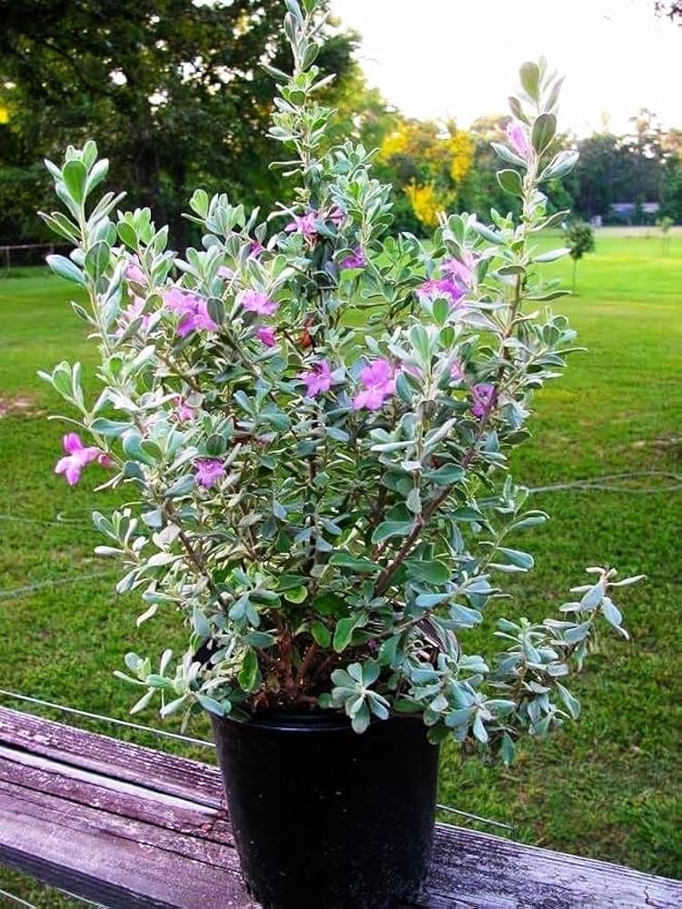 RedCrocus - RedCrocus Texas Sage - Drought-Tolerant Evergreen Bush, Fragrant Purple Blooms, Attracts Pollinators, Perfect for Desert Landscapes & Borders 10" Pot