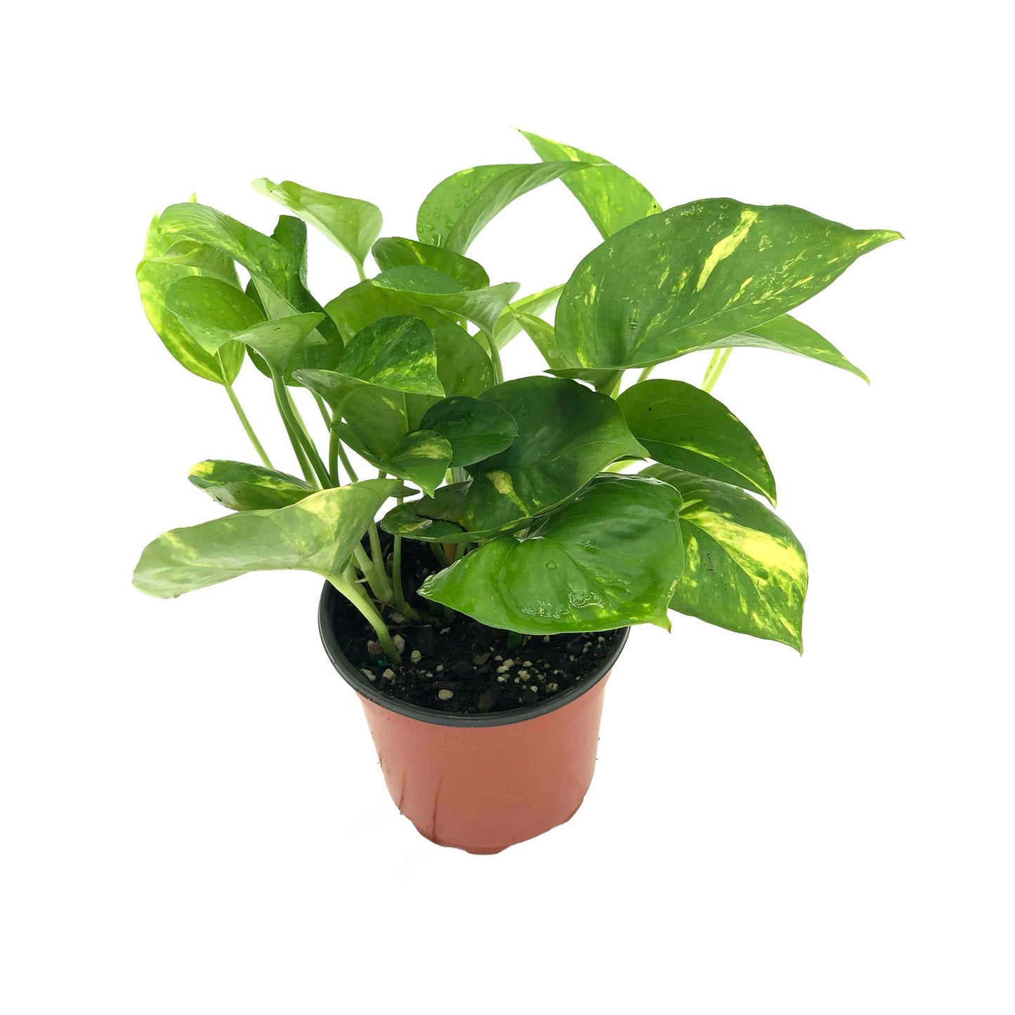Live Pothos Plant - Epipremnum aureus Golden Pothos Plant - ragnaroc Tropical Plant 5-8” Tall - 1ct Live Arrival Guaranteed - Low Maintenance House Plants for Home Decor & Gift