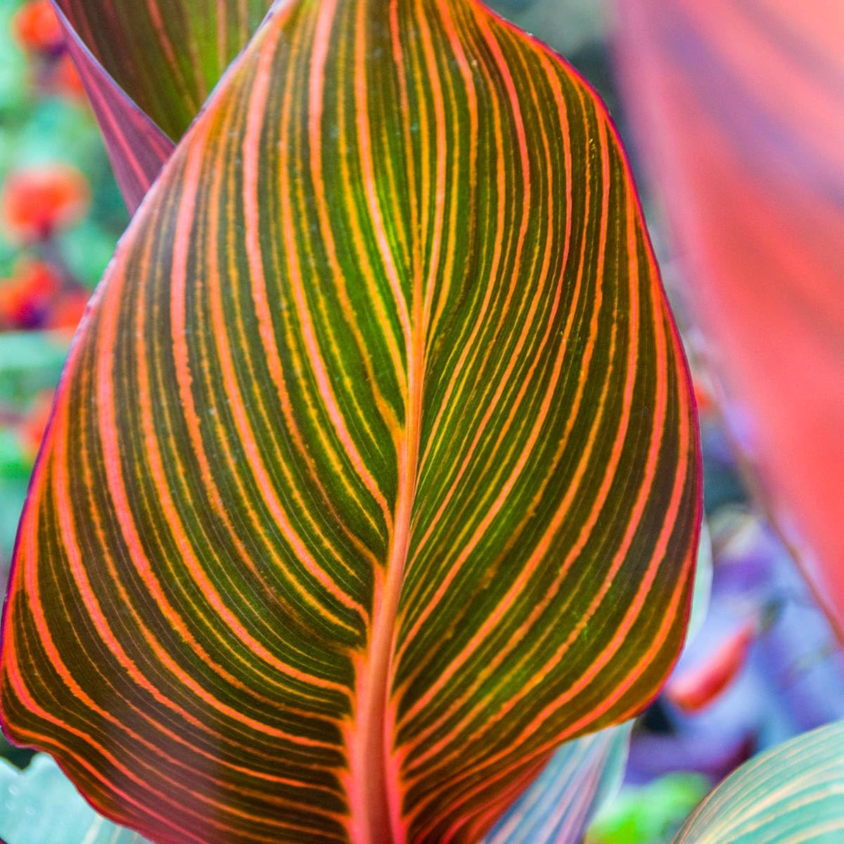 BRECK'S - Phasion Giant Variegated Canna Lily Dormant Summer Flowering Bare Roots (3-Pack)