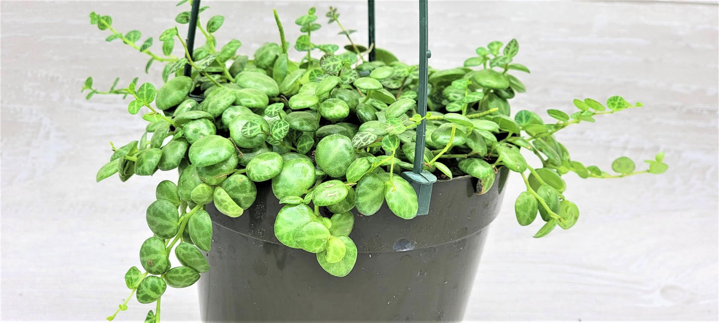 String of Turtles,Peperomia Prostrata Plant Live Rare Houseplants All Plants are Fully Rooted Plants in 4 inch Hanging Pot by 3exoticgreen