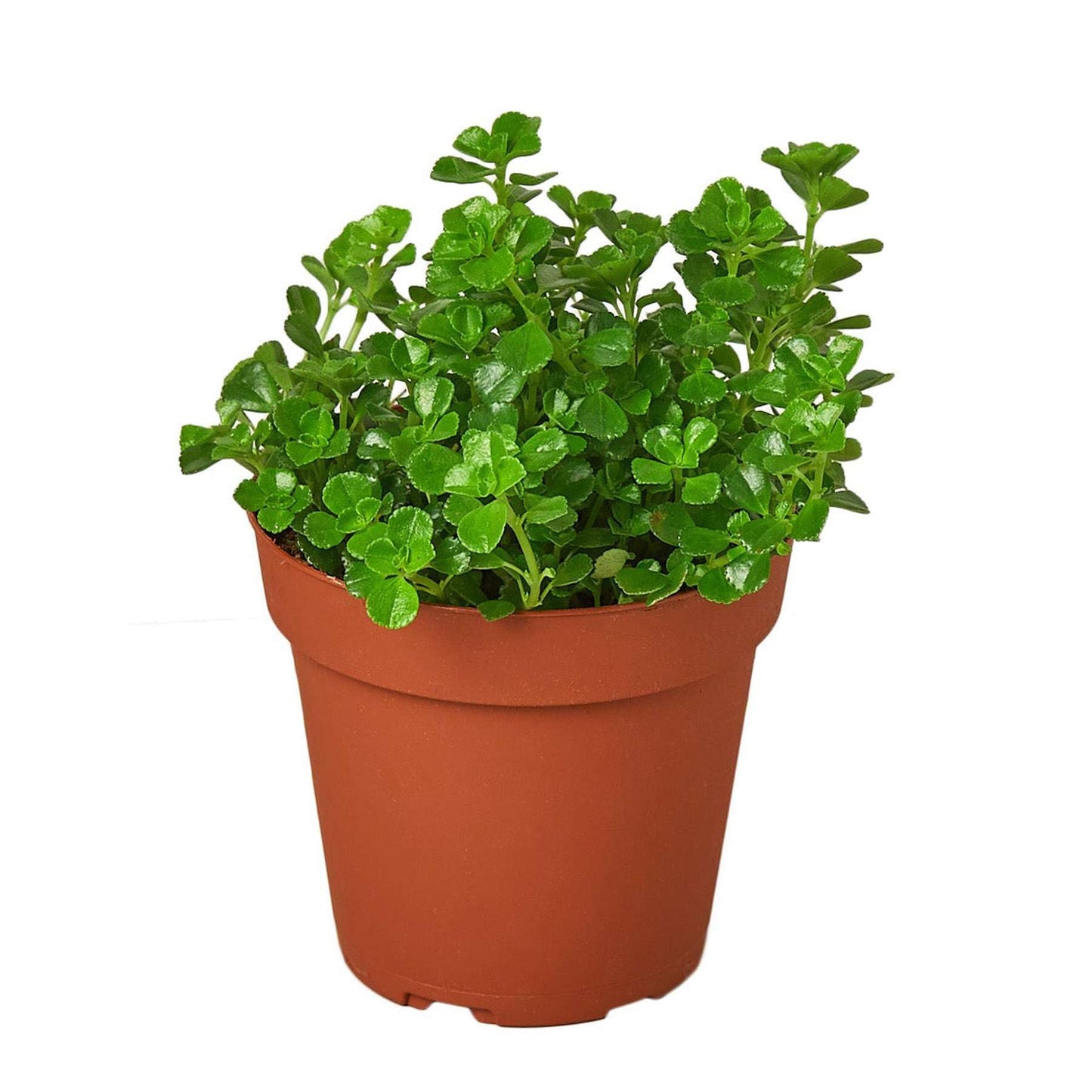 Nettle 'Baby's Tear' Live Plant for Indoor | Different Houseplants in 4'' & 6'' Pot | Real House Plant for Living Room, Office, Desk & Bathroom | Baby tear's