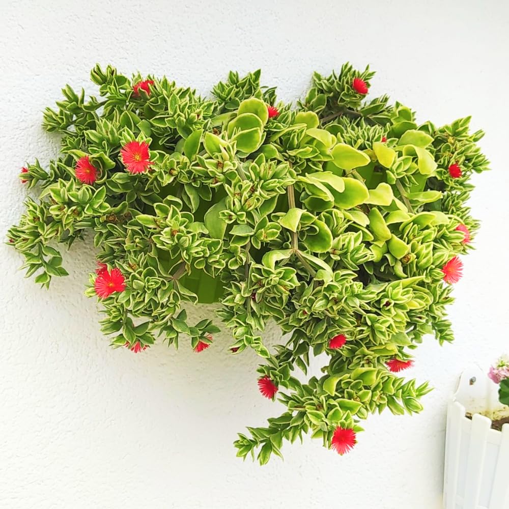 Variegated Ice Plant Live in 4 Inches Pot, Live Rare Succulent from 4 to 6 Inches Height, Variegated Baby Sun Rose Succulents for Hanging Basket
