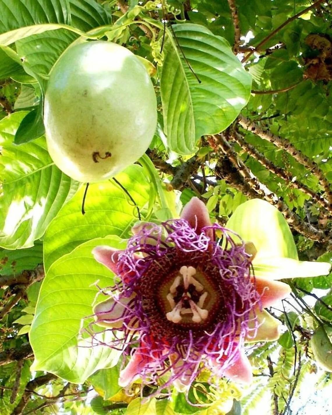 Live Plant - Giant Granadilla Passion Fruit Vine - Passiflora Quadrangularis -Starter Plant