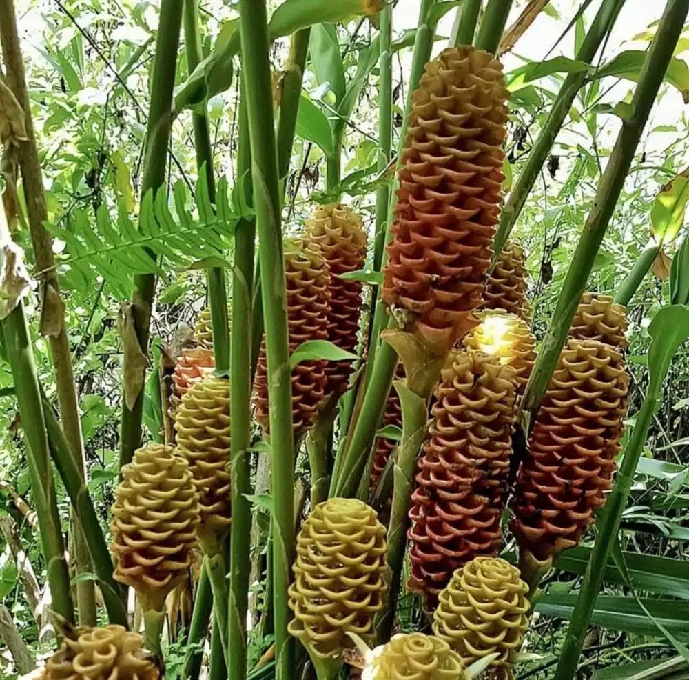 Live Plant - Pinecone Ginger (Zingiber zerumbet) Ornamental Live Plant 10”-20”