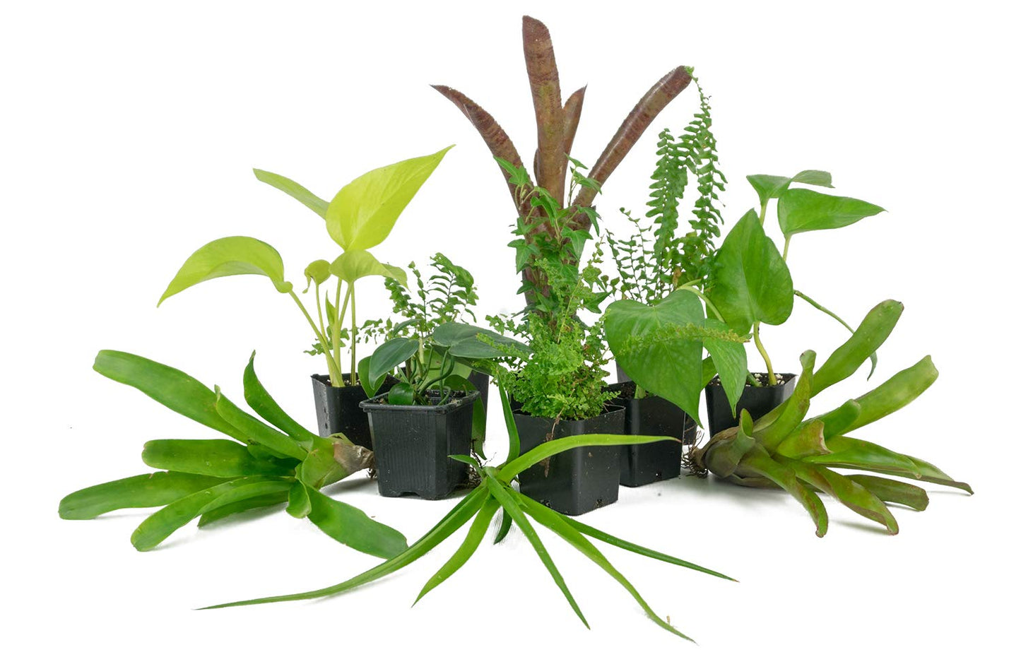 Josh's Frogs 12x12x24 Vivarium Plant Kit (3 Plants)