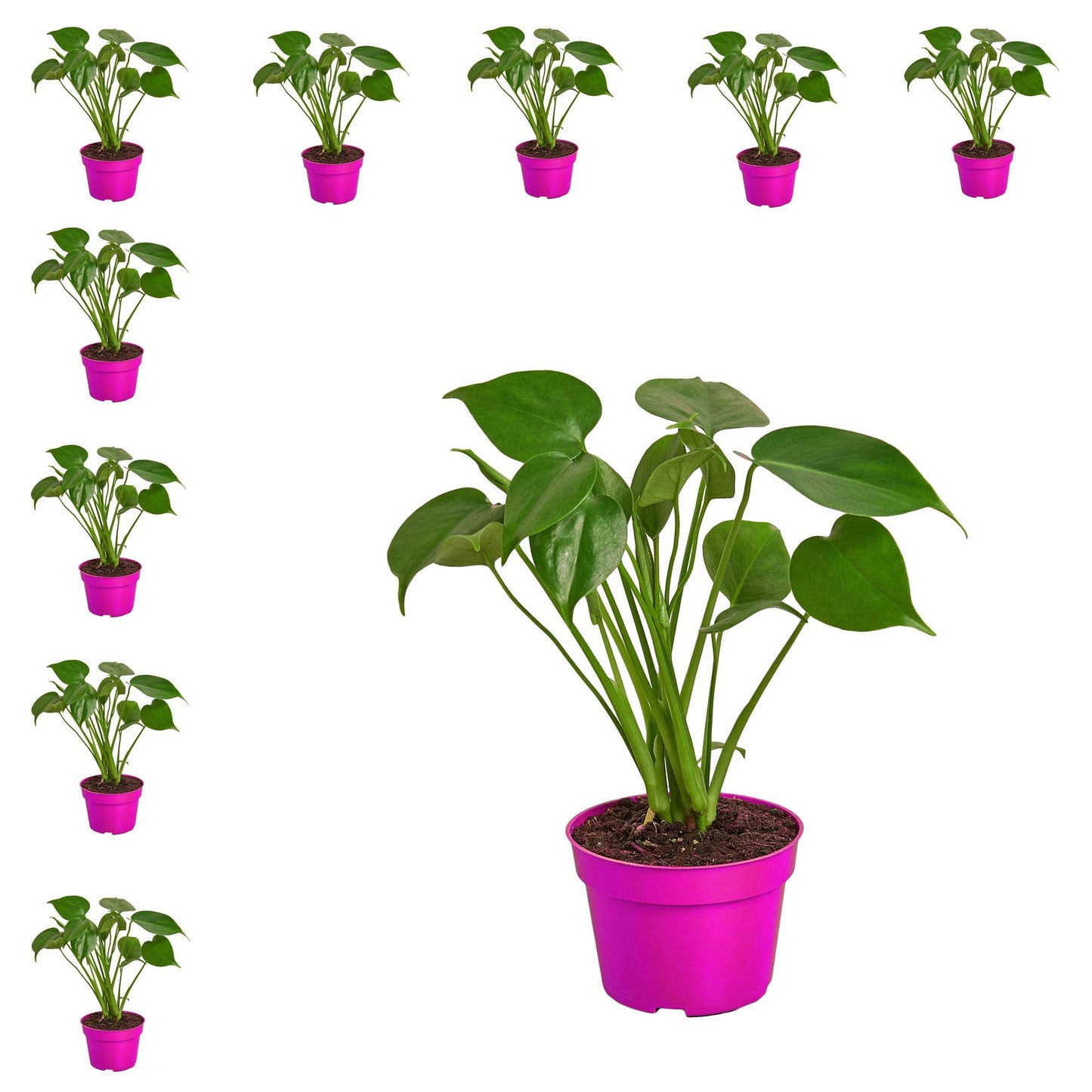 10 Pack Philodendron Monstera Split-Leaf in 4in Pot - Live Plants Tropical Houseplants | Variegated | USA Growers | The Snobby Leaf