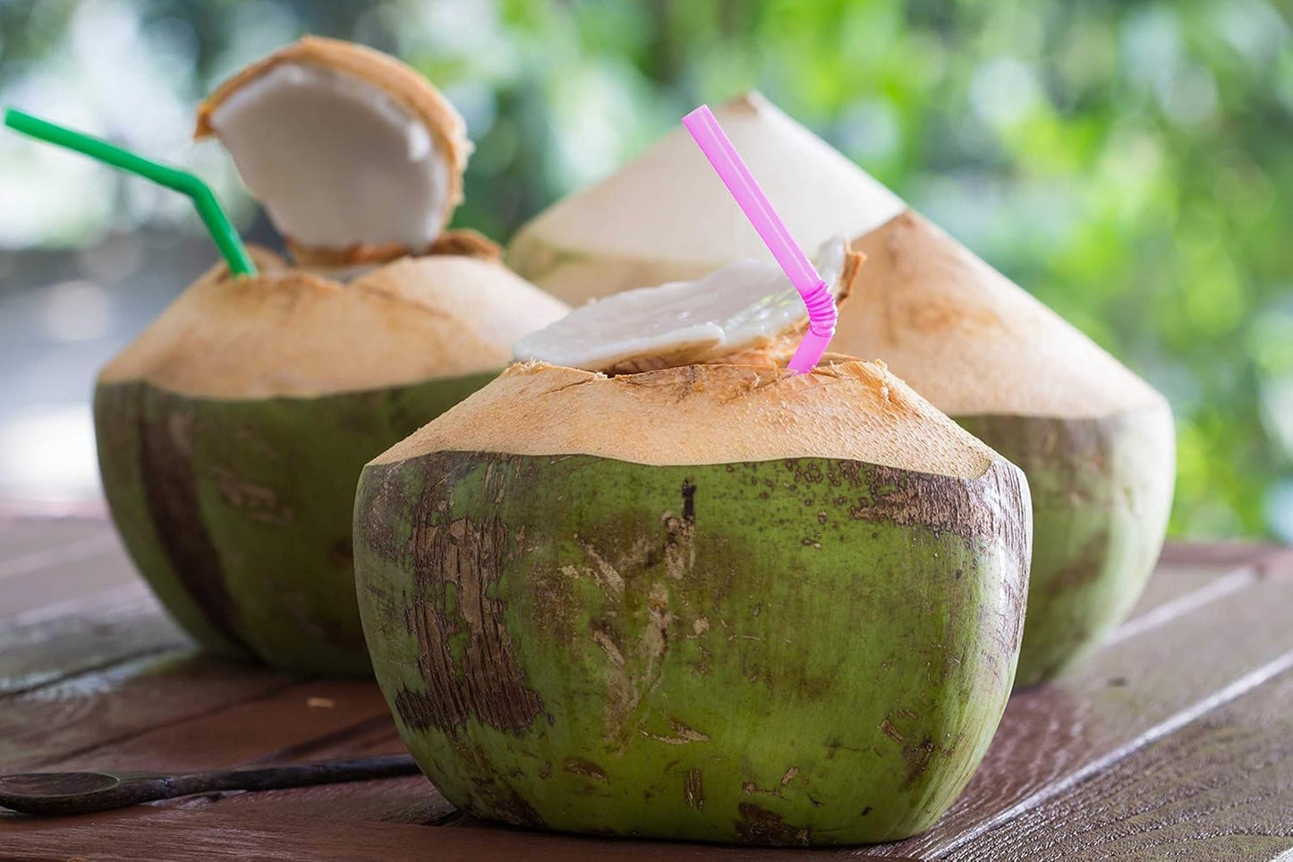 Live Dwarf Green Malayan Coconut Palm 6 to 12 inch Tall, Cocos nucifera Seedling for Planting, Sprouted Coco Plant Produces Edible Fruits, Ready to Grow