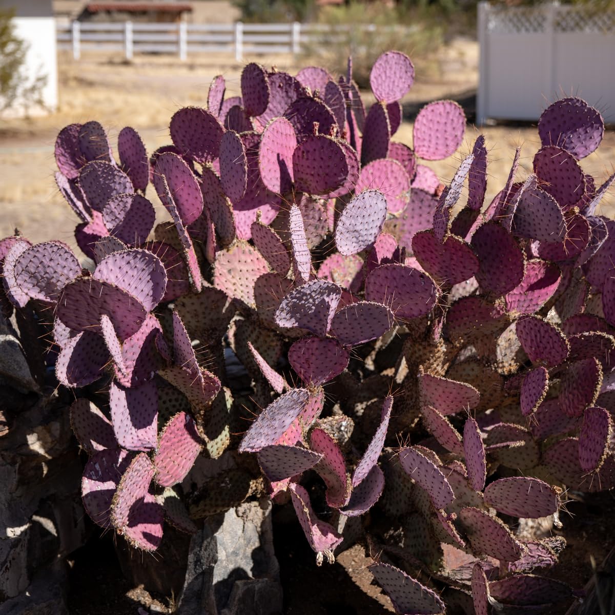 Purple Prickly Pear Cactus Plants Live in 3 Inch Pot, Hardy Colorful Cactus Plants, Great for Rock Gardens and Pots