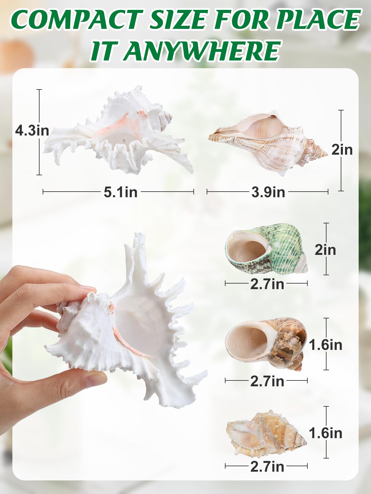 Biggun 5 Pack Conch Sea Shell Air Plant Holder-Natural Conch Plant Pots Holder in 5 Styles Decorative Tillandsias Succulent Display Container Table Centerpiece for Home Garden Beach Theme Party Favor