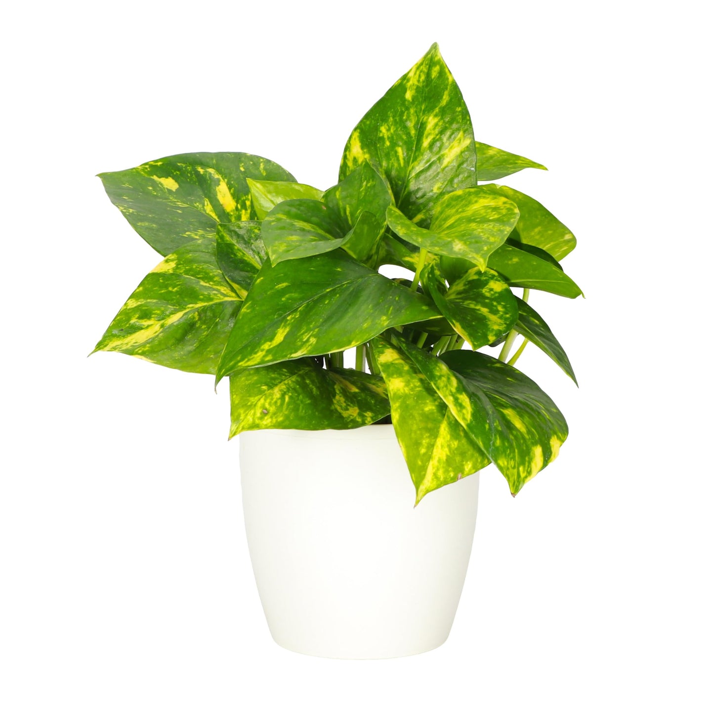 Thorsen's Greenhouse Golden Pothos, Live Indoor Vining Plant, Easy to Grow, Variegated Houseplant, Natural Air Purifier (White, 4-inch Pot)