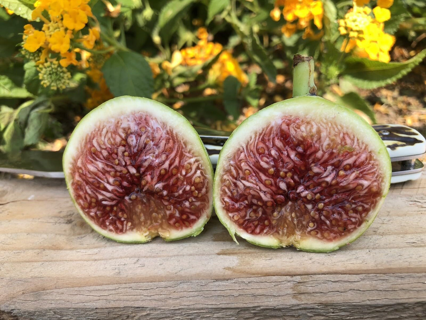 Live Plant - Fig Tree cuttings White Adriatic