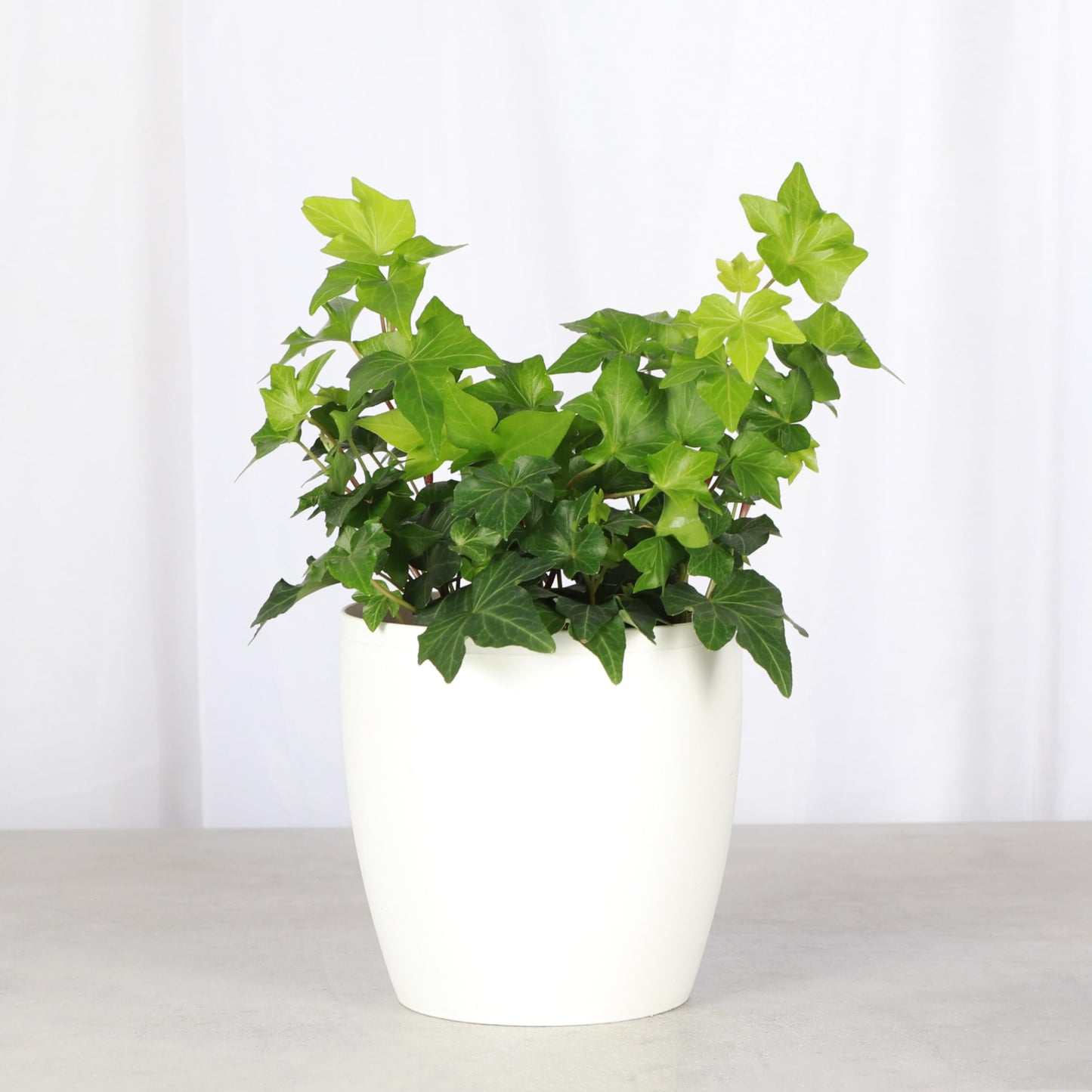 Thorsen's Greenhouse Live Green English Ivy Plant, Hedera Helix, Natural Air Purifier, Easy to Grow, Live Indoor Houseplant, 4" Diameter Pot, White