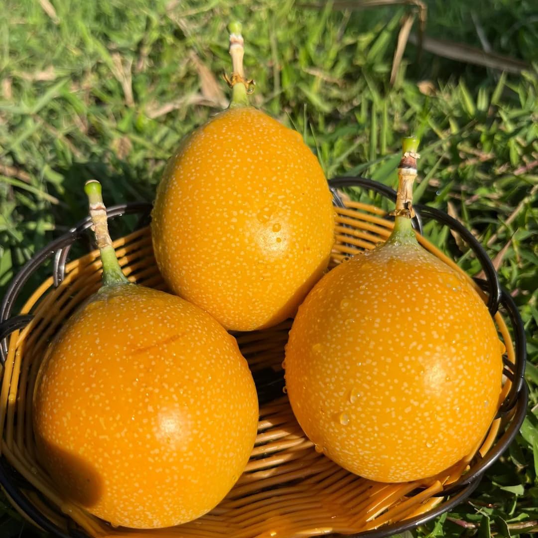 Mixrug Orangic Passion Fruit Seeds for Planting Outdoor, 15pcs Passion Fruit Passiflora Seed Non-GMO Heirloom Sweet Edible Fruit, Sweet Juicy Fruits Plants in Your Home Garden
