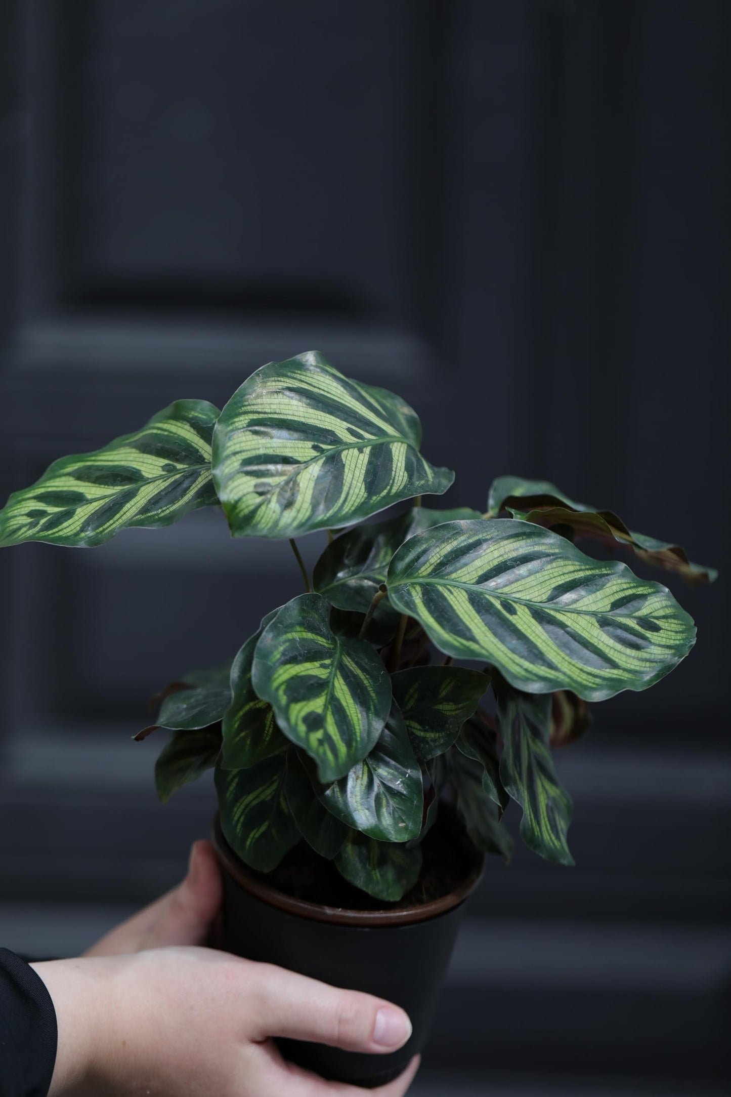 PLANTVERS Calathea Makoyana in 4inch Nursery Pot | Peacock Calathea | Air Purifier Plant | Live Topical Houseplant | Indoor Gift Plant | Low Light Plants for Home Decor