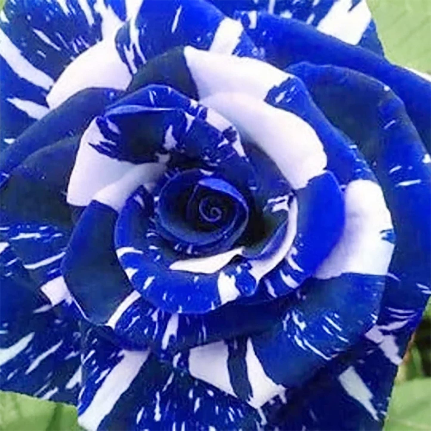 QAUZUY GARDEN 20 Blue Dragon Rose Rosa Seeds for Planting | Rare Striking Beautiful Stripe Rose Bush Seed for Garden Yard & Attract Pollinators