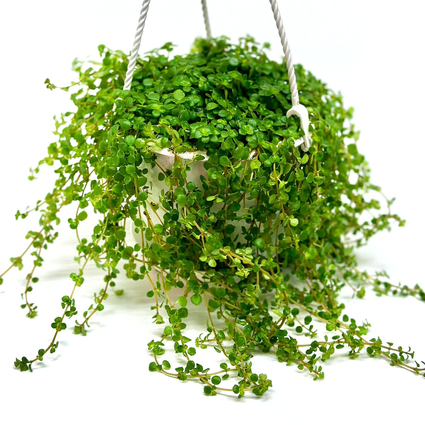 Pilea Depressa Live Plant with Hanging Basket - 4.5Inch Pilea Plant - Trailing Hanging Plants - Baby Tears Fully Rooted House Plants for Home Office Decorations & Birthday Gift(Heat Pack Included)
