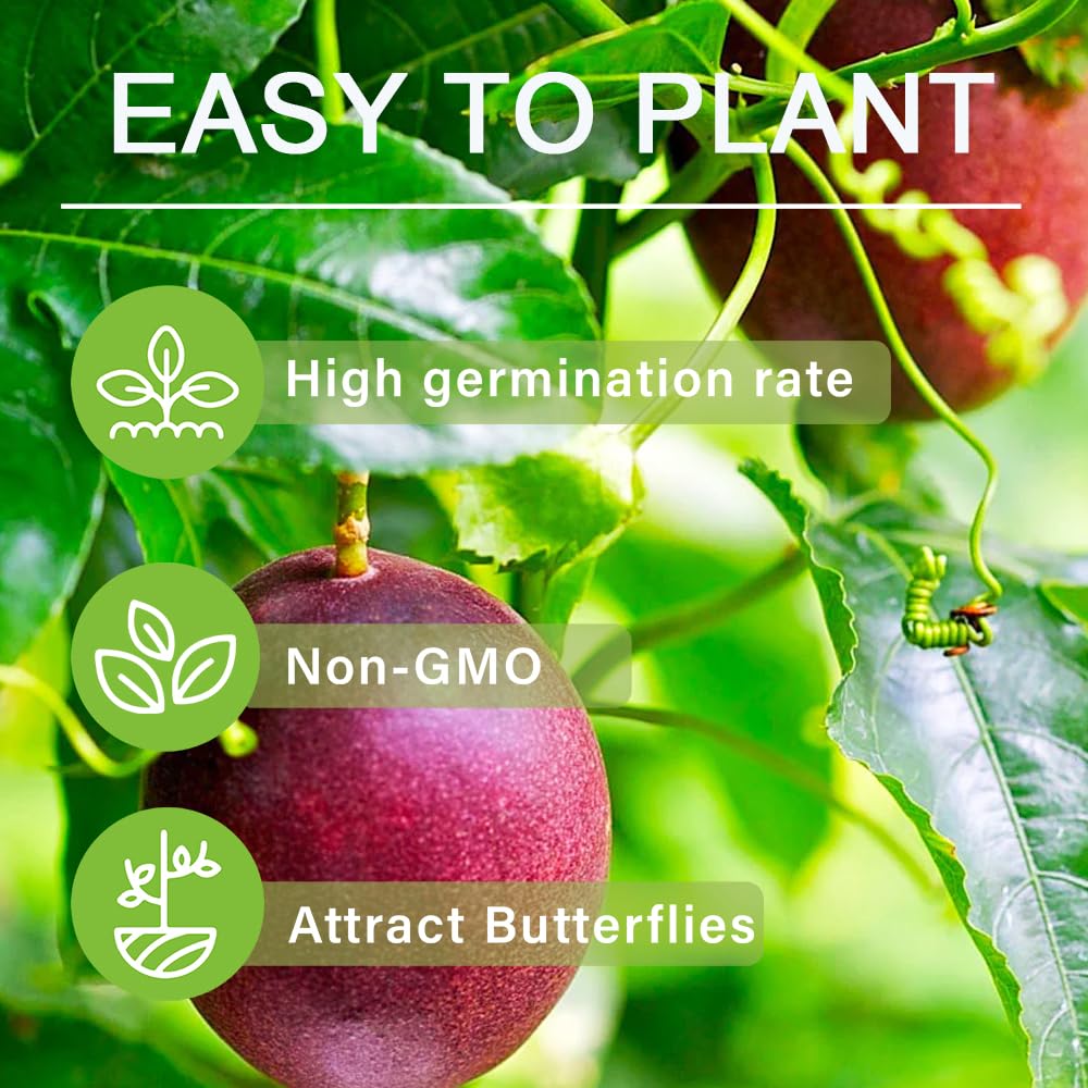 15+ Seed Passion Fruit Seeds for Planting Outdoor-Non-GMO Heirloom Sweet Fruit Plant in Your Home Garden
