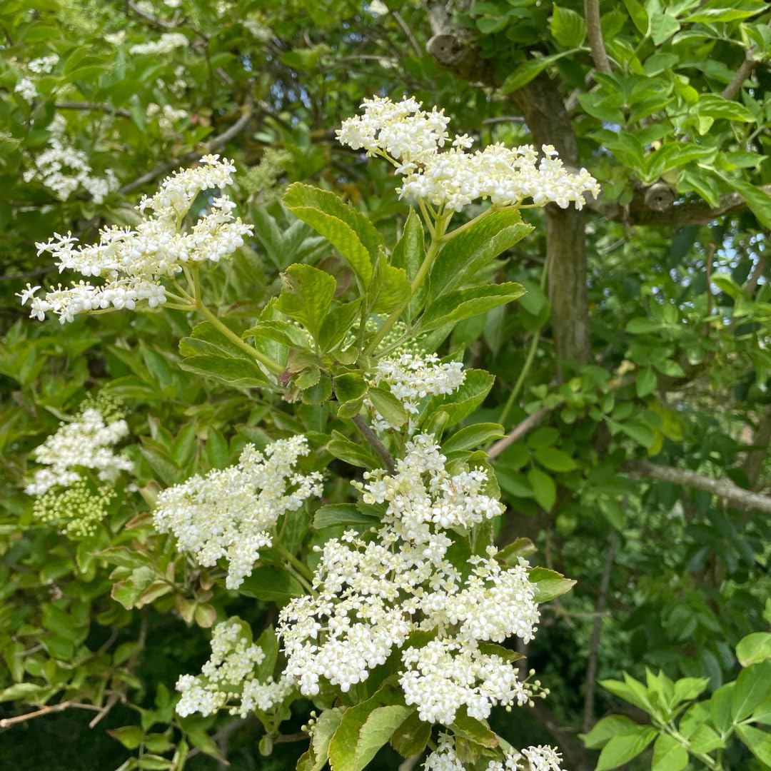 Elderberry Plant Live, Sweet Elderberry Plants, Perennial Fruiting Shrub, 6 to 10 Inches Tall, Ready to Grow