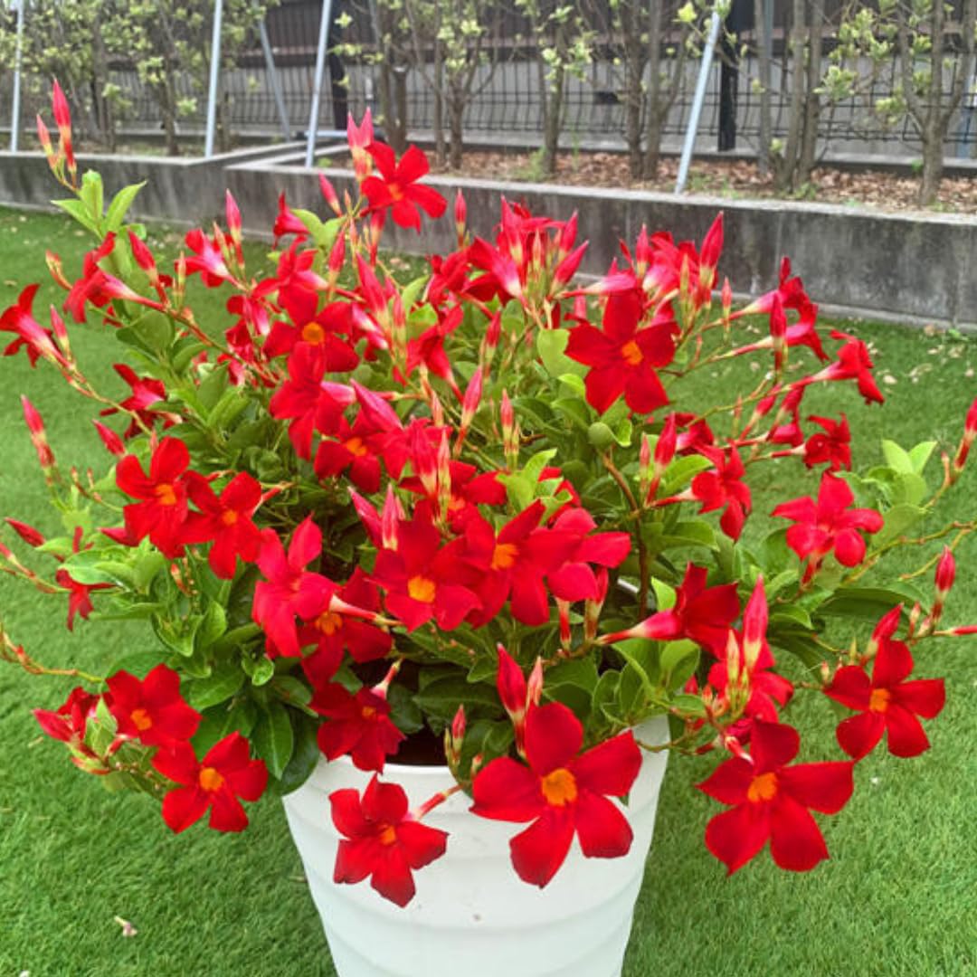 2 Red Mandevilla Plants Live for Garden, 4 Inc to 6 Inc Tall, Mandevilla Plants Live, Mandevilla Vine Plant, Mandevilla Plant