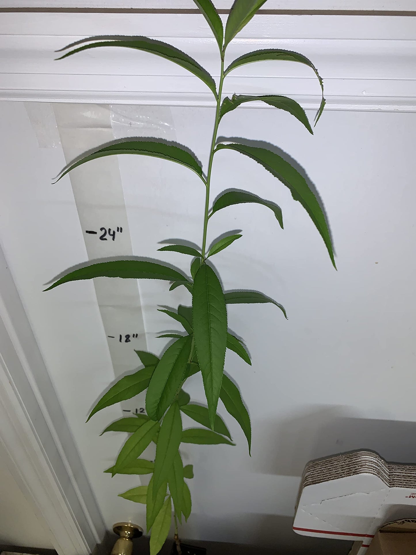 Prunus persica Nemaguard (Peach Seedling) Live 1-2 y.o. Plant