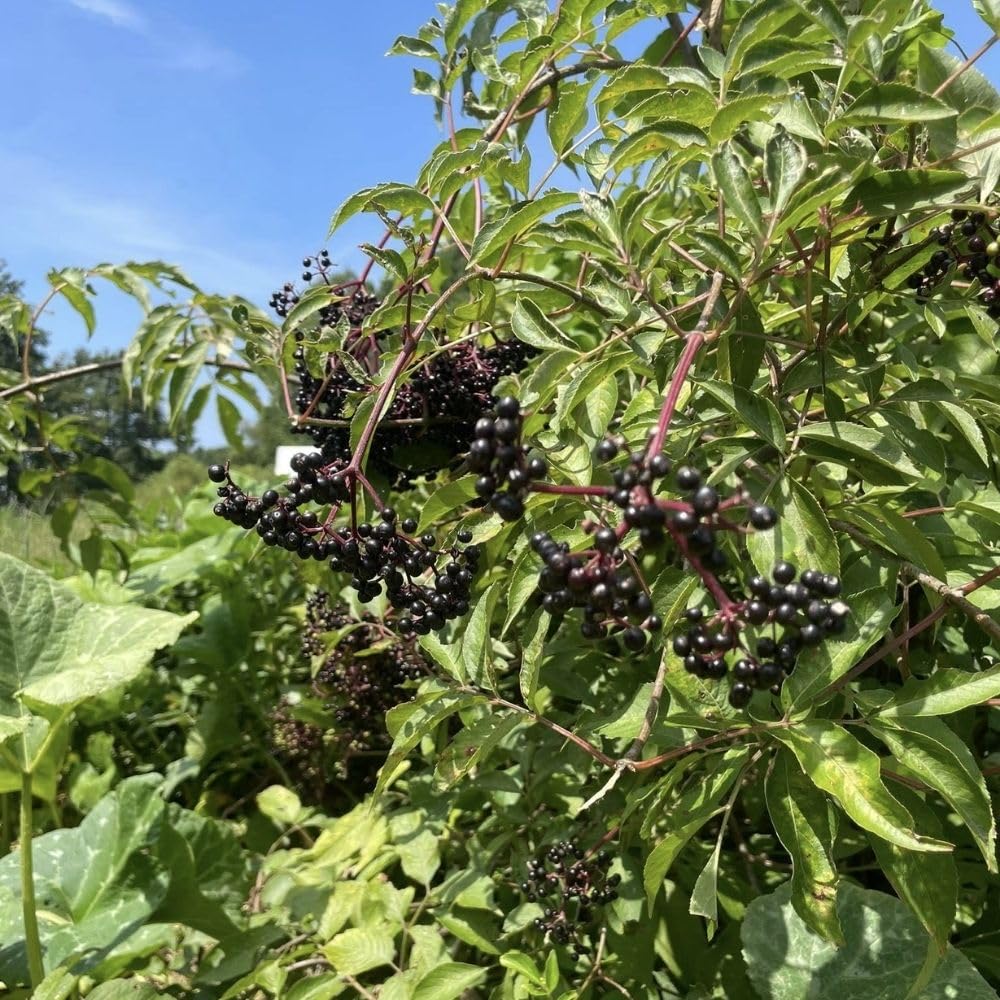 Sweet Black Elderberry Plants Live for Growing 2 to 3ft Tall, Black Elderberry Bush Live Plants, Elderberries Fruits Trees