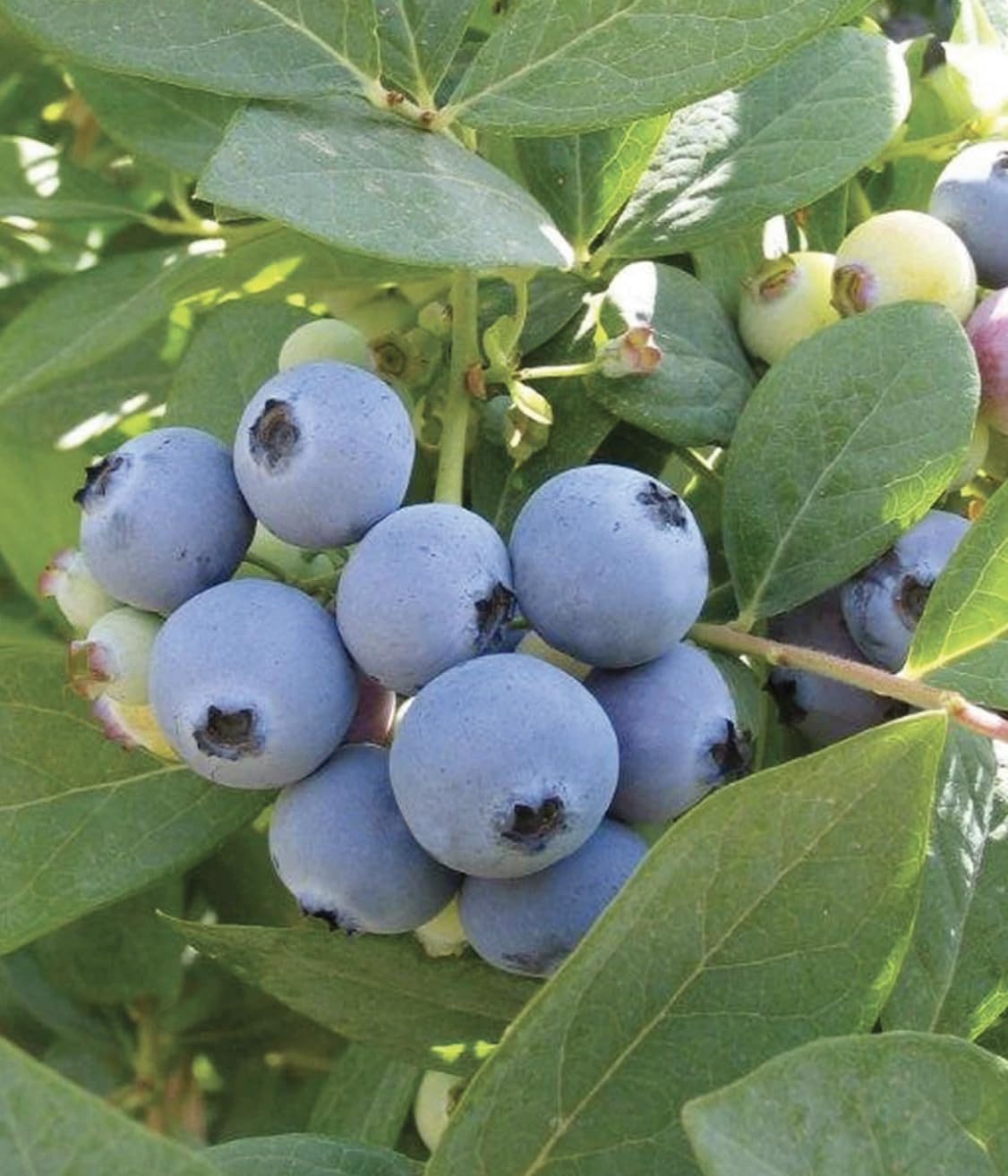 Jewel Blueberry Plants (2-Pack) - Live Berry Bush 5-8" - Container or Garden Growing - Large Sweet Berries - Hardy Zones 4-8