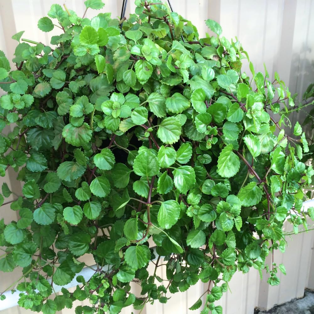 Pack 2 Swedish Ivy Plants Live Indoors in One Pot, Plectranthus Swedish Ivy House Plants, Live Swedish Ivy Vine, 4-6" Tall (Green Swedish Ivy)
