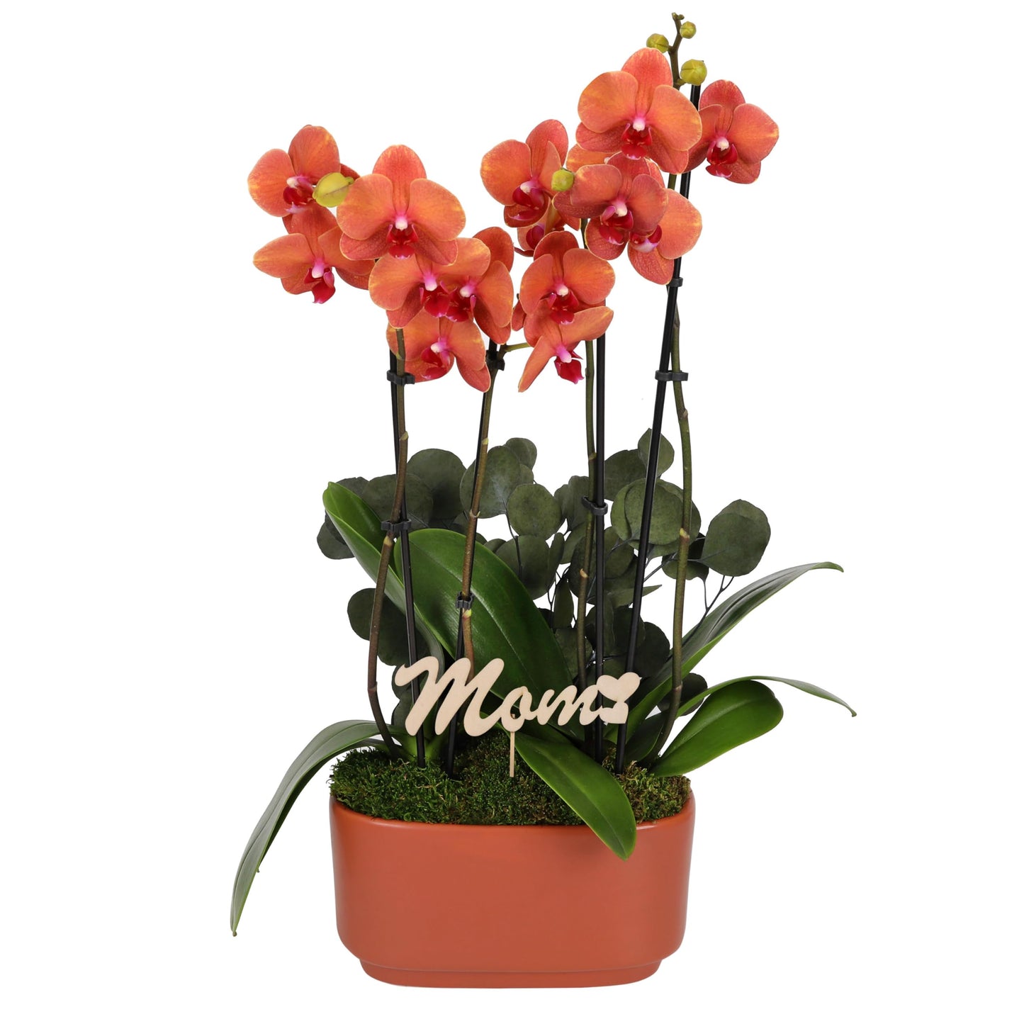 Green Circle Growers 10" Salmon Orchid Duo in Orange Pot with Mom Pick and Eucalyptus, Live Indoor Plants, House Plant