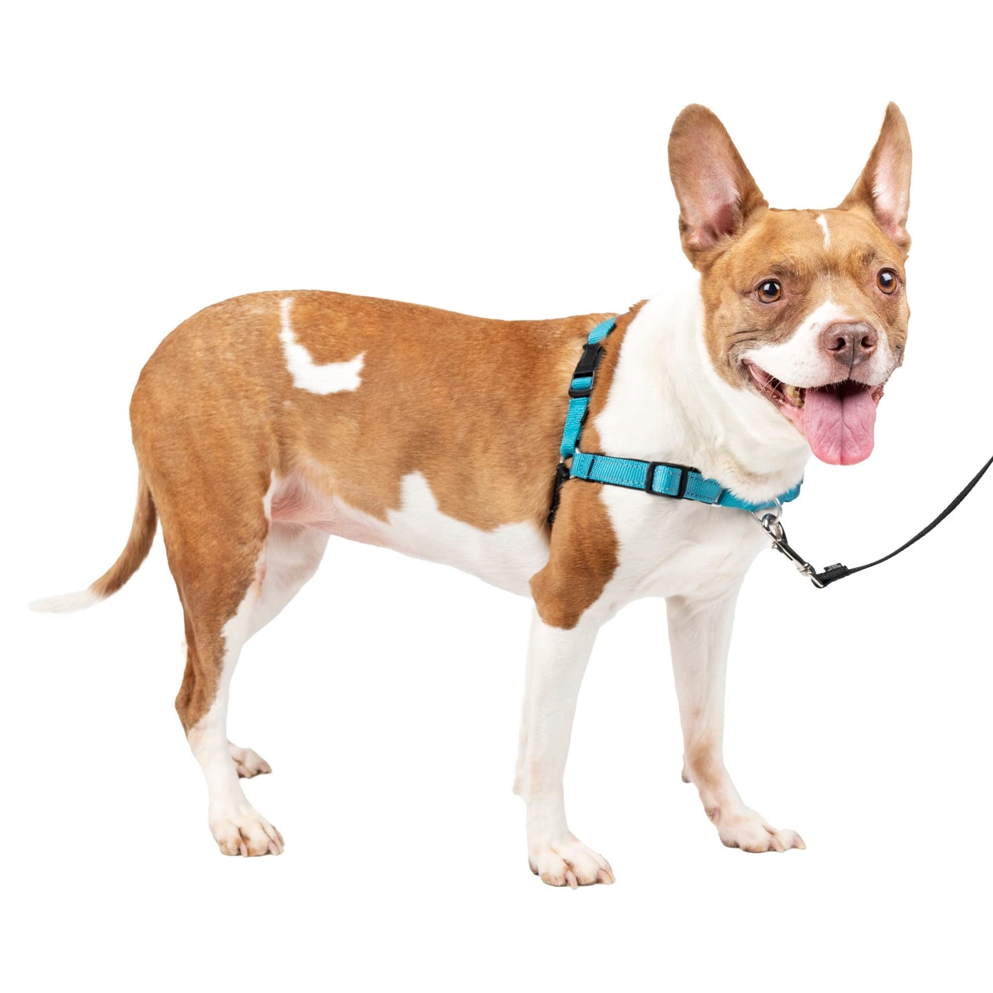 PetSafe Easy Walk Deluxe Dog Harness, No Pull Dog Harness – Perfect for Leash & Harness Training – Stops Pets from Pulling and Choking on Walks – Medium, Ocean