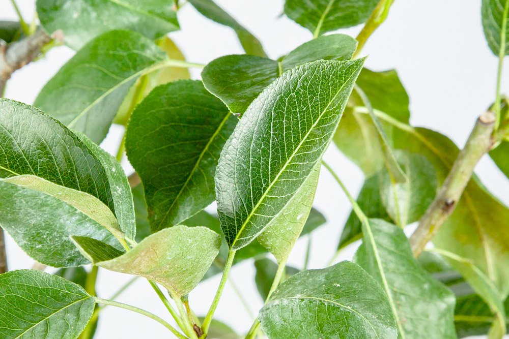 Kieffer Pear Tree 4-5'