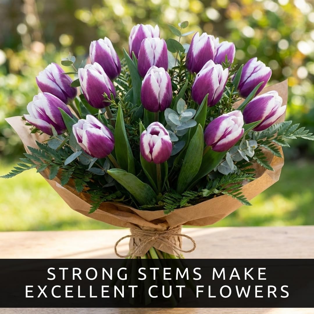 Purple and White Tulip Bulbs for Planting - Purple Flaming Flag Tulips, Perennial Blooms for Landscape Garden or Container Growing (25 Bulbs)