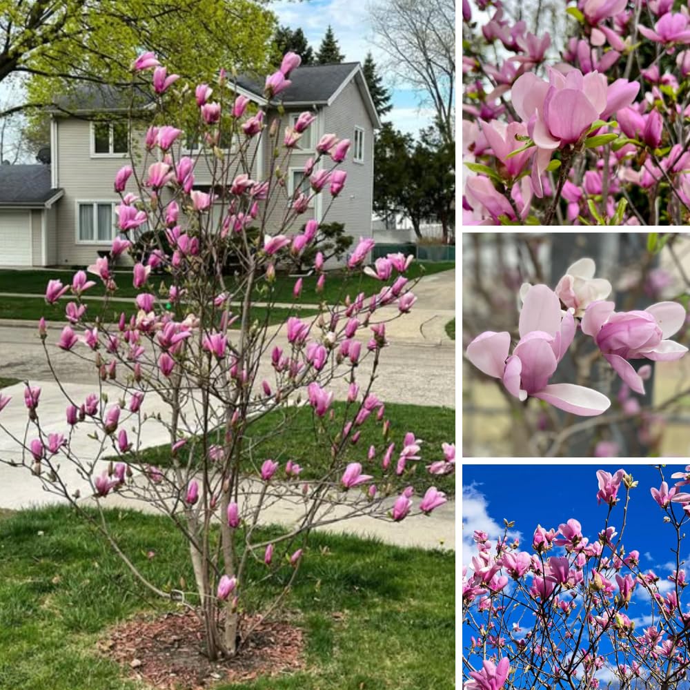 Jane Magnolia Tree Live Plant 4-8 Inches, Pink Blooms Magnolia Bush, Fragrant Magnolia for Growing, Winter Dormant