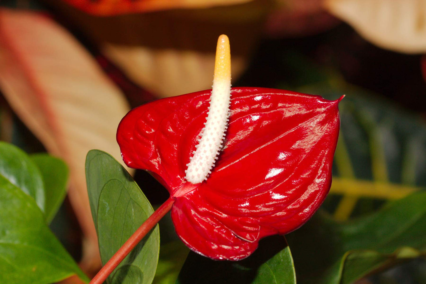 Hawaiian Red Anthurium Live Plant - Premium Big Island Heart-Shaped Blooms - 6-10" Tall Indoor Outdoor Tropical Houseplant in 2" Pot - Easy Care Flowering Plant