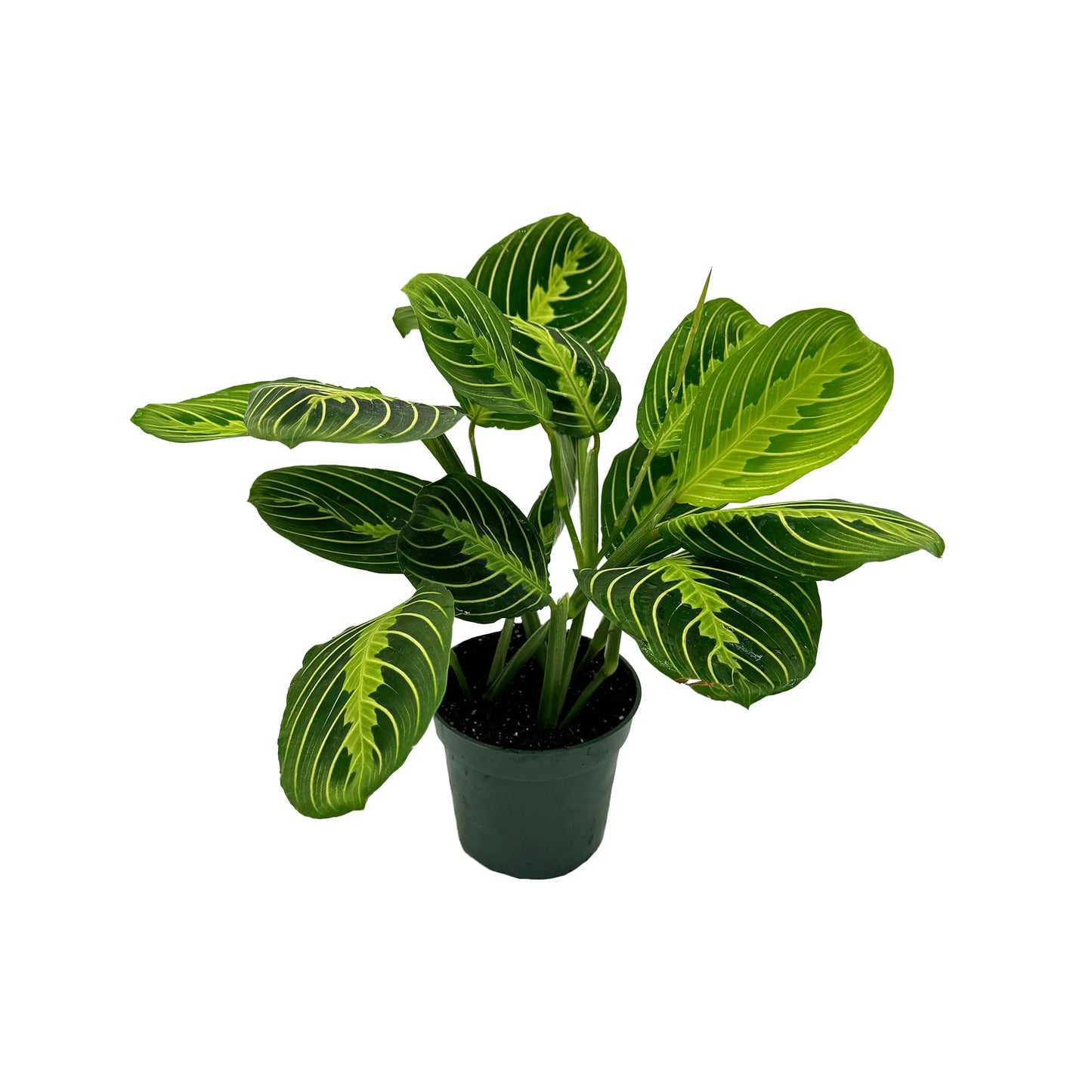 Live Lemon-Lime Prayer Plant - ‘Lemon-Lime Maranta’ Maranta leuconeura - ragnaroc Tropical Plant 7-12” Tall - 1ct - Live Arrival Guaranteed - House Plants for Home Decor & Gift