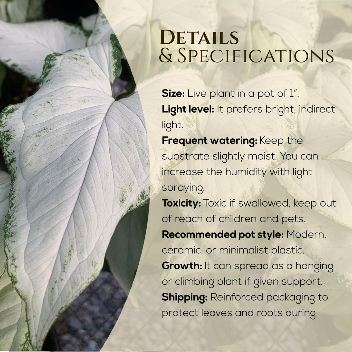 Syngonium Holly M (4 Pack) Live Starter Plants, Variegated Arrowhead Vine Houseplants, Easy Care Indoor Tropical Plants Live, Decorative Foliage Plants